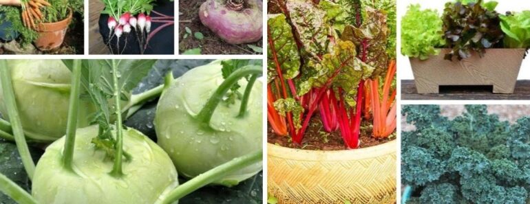 Fast Growing Fall Vegetables
