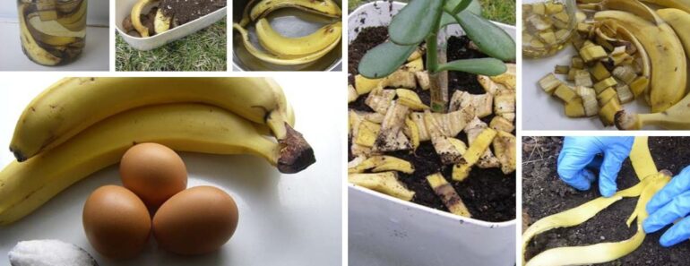 Ways To Use Banana Peels In The Garden