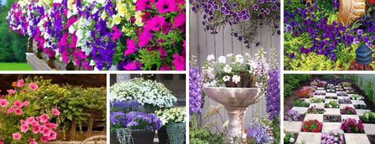 charm of petunias